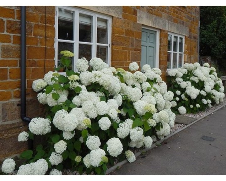 Annabelle Hortensias symbolik och betydelse