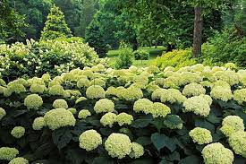 Hortensias Framtid