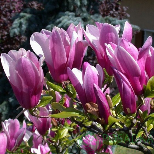 Varför Välja Magnolia Susan