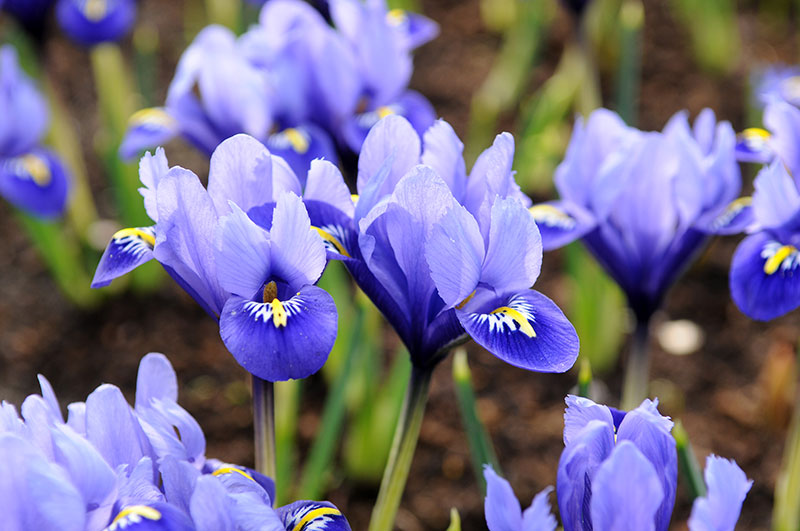 Iris Blommas historiska betydelse