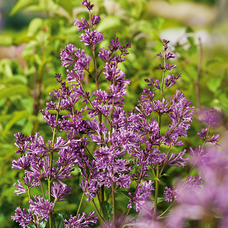 Säsong och blomning